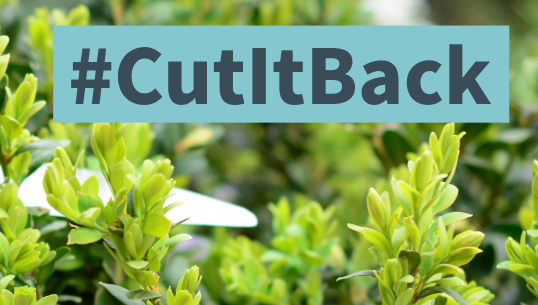 The image depicts a pair of pruning shears cutting through overgrown vegetation. In the background, there are green, leafy plants that appear to be part of a garden or outdoor area. Overlaid on the image are the following text elements: Hashtag in the top right corner: "#CutItBack" written in a bold, dark blue font against a light blue background. Main message at the bottom: "Overgrown vegetation is a hazard for blind and partially sighted people." This text is also in a bold, dark blue font against a light blue background.